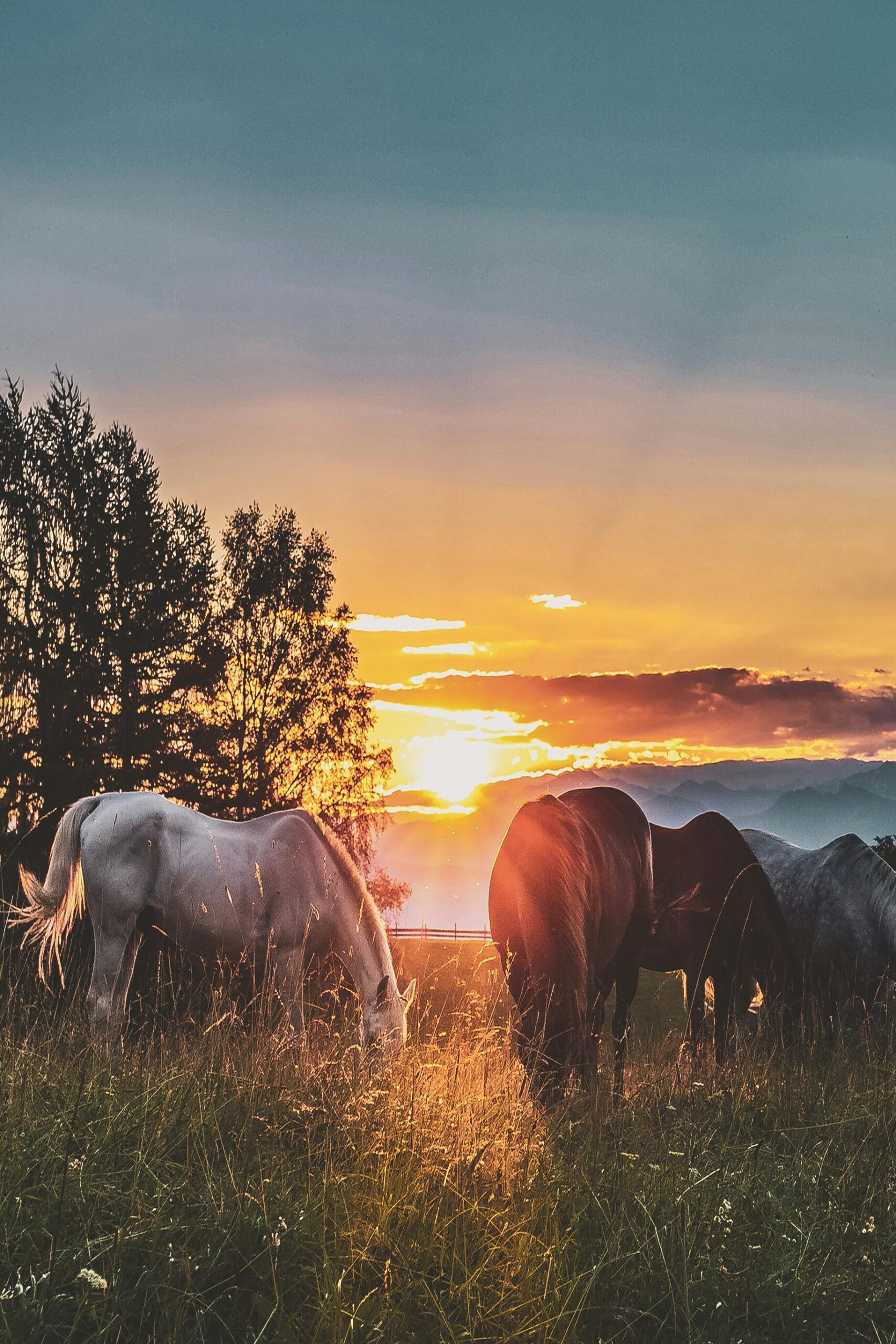 Peaceful scene of horses grazing in a field at sunset. Perfect for nature lovers.